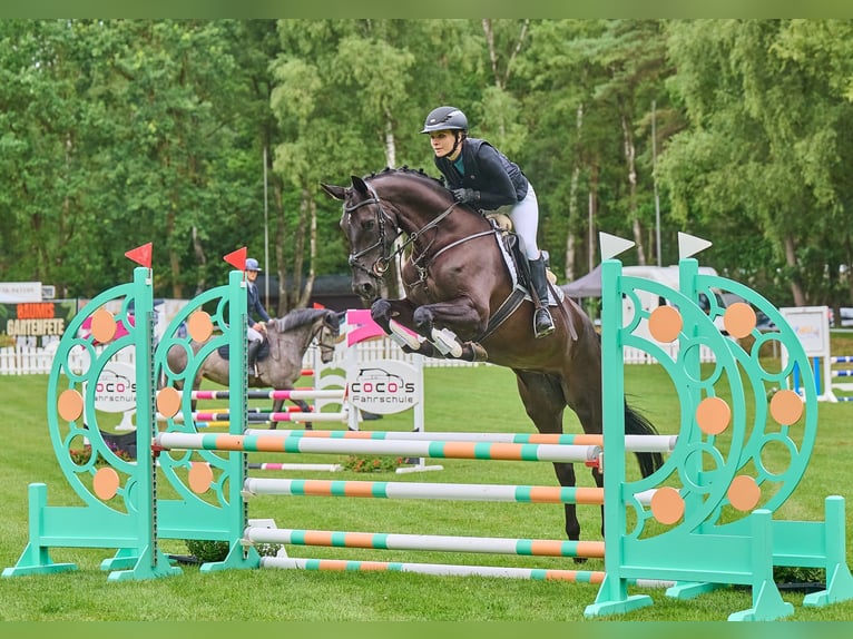 Dressage, training, and sales! With us!