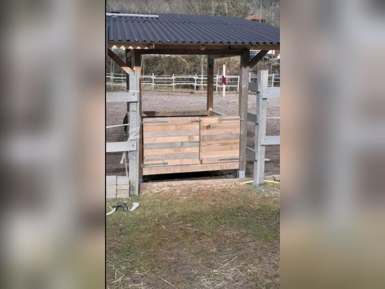 Écurie privée dispose de 3 boxes libres, adaptées pour un cheval, un poney, un retraité ou un cerf,