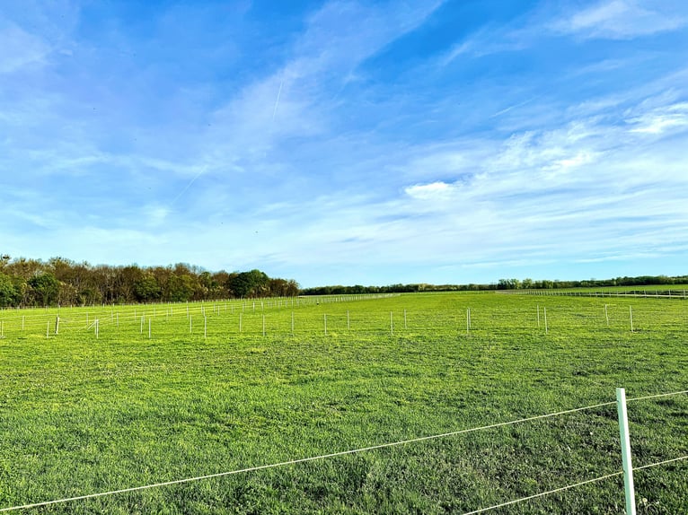 Einstellplätze am Islandpferdehof Reitzentrum Gut Sachsengang bei Wien