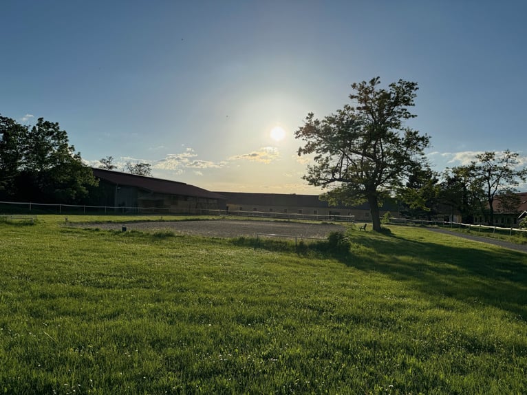 Einstellplätze am Islandpferdehof Reitzentrum Gut Sachsengang bei Wien