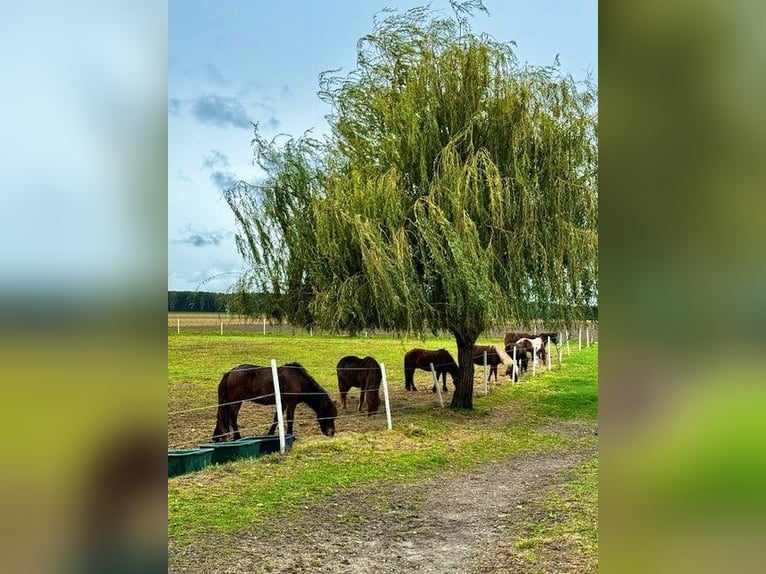 Einstellplätze am Islandpferdehof Reitzentrum Gut Sachsengang bei Wien