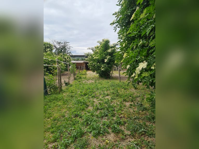 Einstellplätze in Wien- Paddockbox inkl. angeschlossener Privatkoppel und Freilauf Einstellplätze in Wien- Paddockbox inkl. angeschlossener Privatkoppel und Freilauf