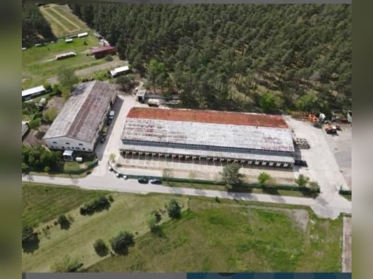 Exklusive Reitanlage, 1h südlich von Berlin, Pensionsstall & Reitstall, Aufzucht