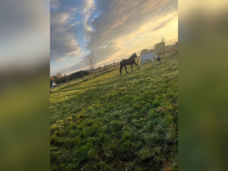 Grandes stalles intérieures et boxes avec paddock à louer
