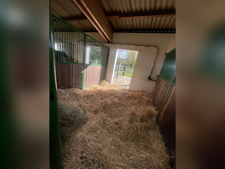 Grandes stalles intérieures et boxes avec paddock à louer