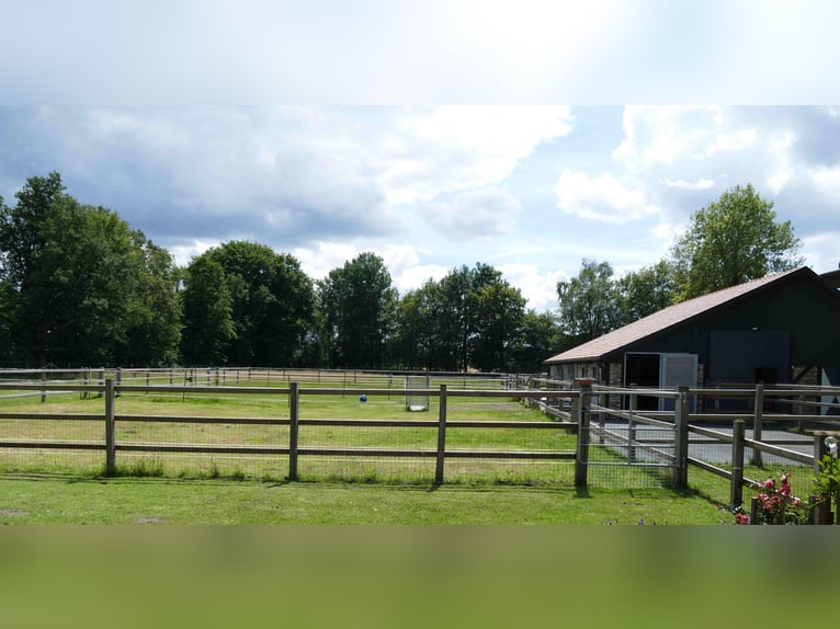 Große Paddockbox mit ganzjährig Weide für Pony/Kleinpferd: Renter/Reha/Jung