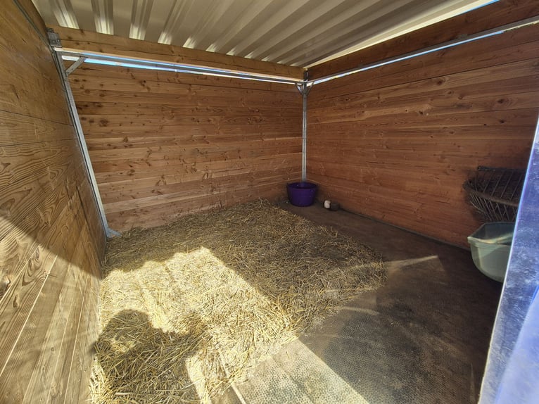 Große Paddockbox  mit ganzjähriger Weide