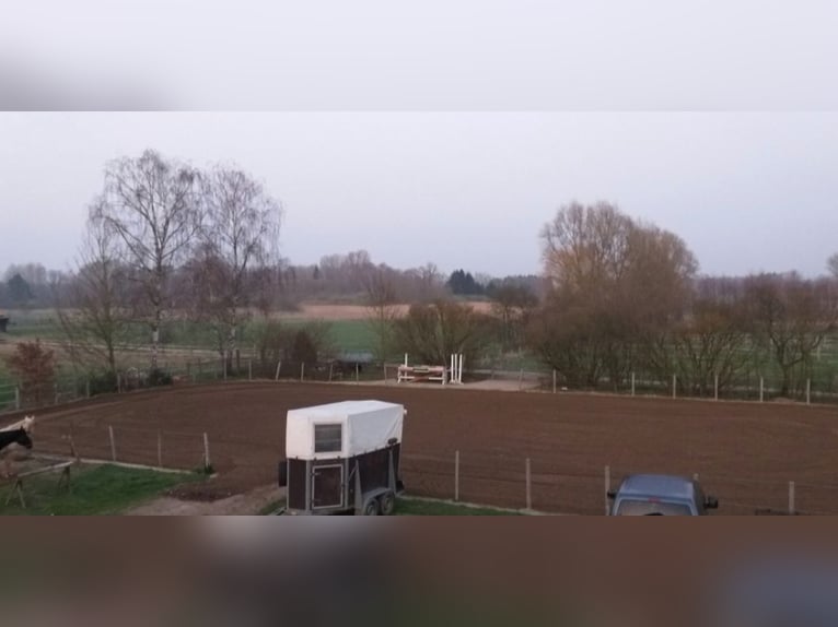 Großzügige Paddockbox