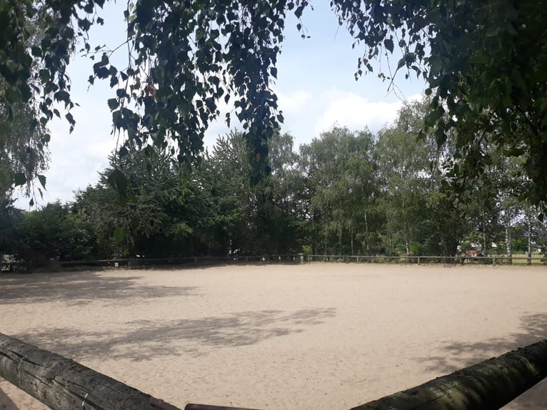 Gut Schnuck hat noch Paddock Boxen frei 