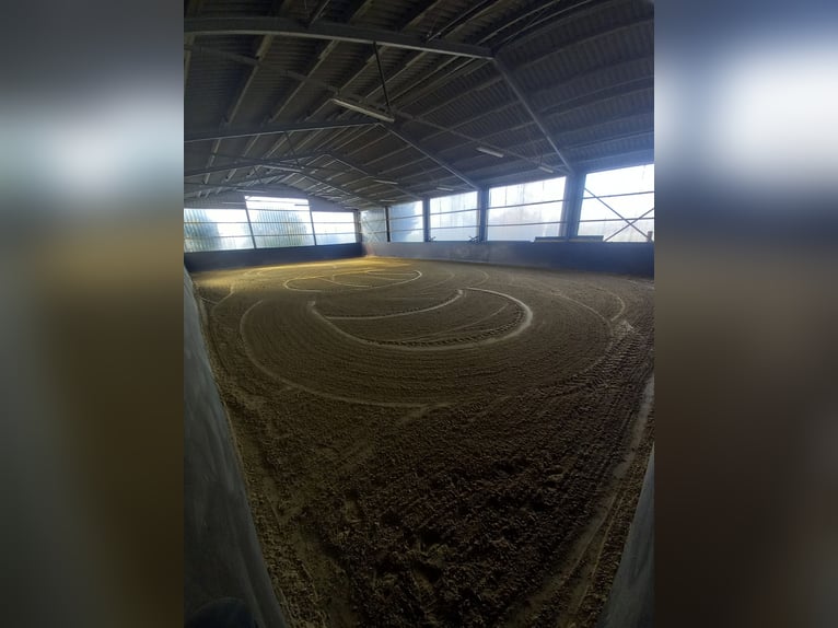 Gut Schnuck hat noch Paddock Boxen frei 