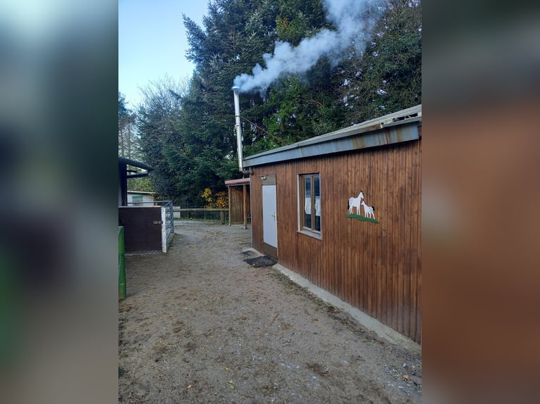 Gut Schnuck hat noch Paddock Boxen frei 