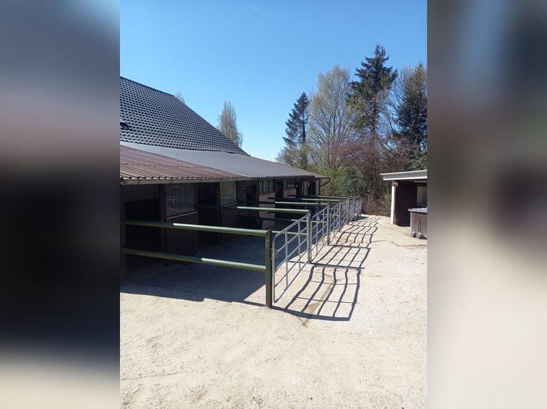 Gut Schnuck hat noch Paddock Boxen frei 