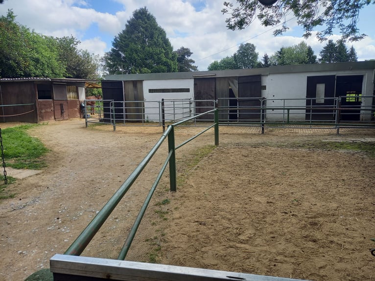 Gut Schnuck hat noch Paddock Boxen frei 