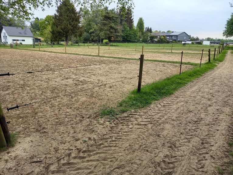 Gut Schnuck hat noch Paddock Boxen frei 