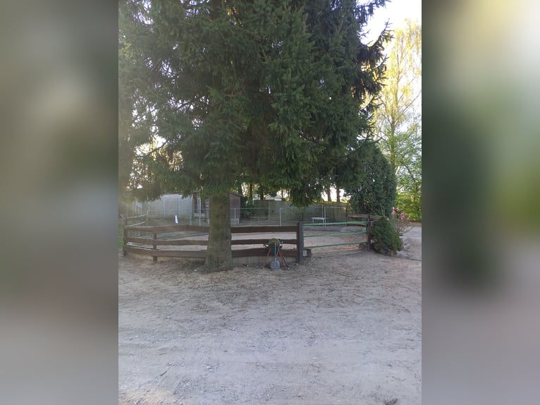Gut Schnuck hat noch Paddock Boxen frei 