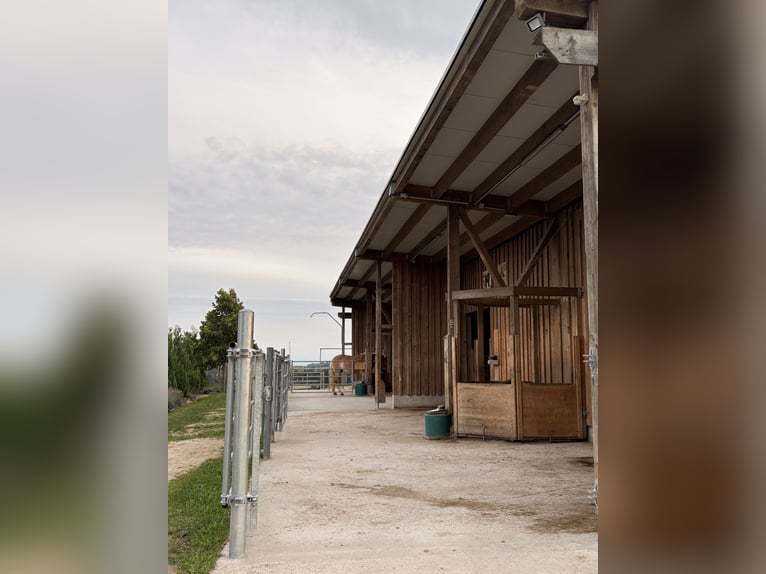 Paddock/Box à l’extérieur