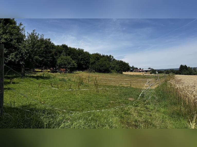 Paddockbox ab sofort frei! Vollpension 