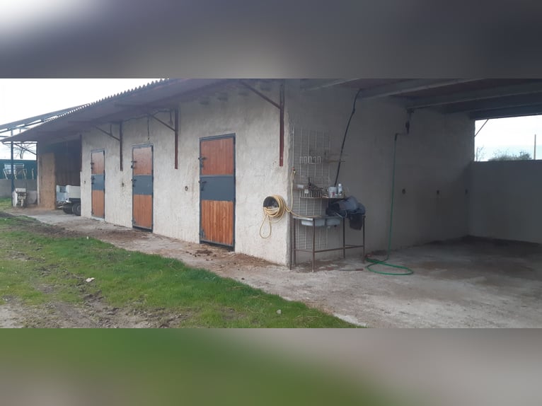 Pension complète en pleine nature : boxes, paddock et prairies