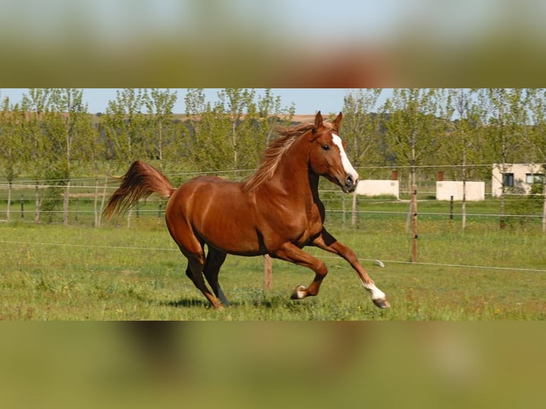 Pension complète en pleine nature : boxes, paddock et prairies