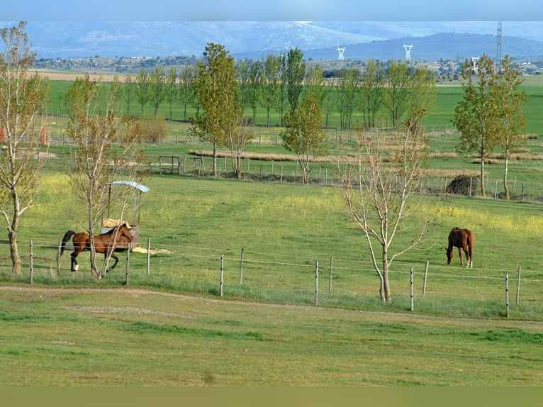 Pension complète en pleine nature : boxes, paddock et prairies