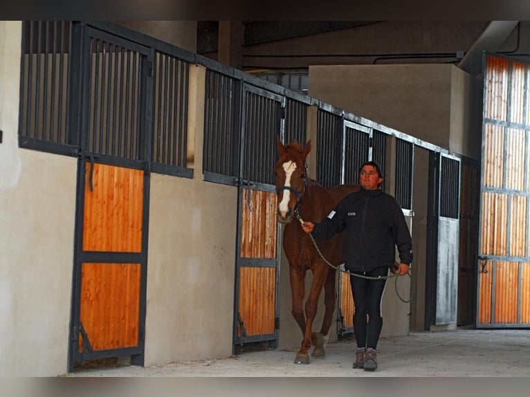 Pension complète en pleine nature : boxes, paddock et prairies