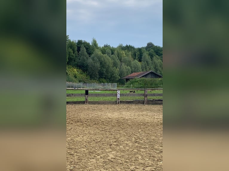 Petite communauté de stalles