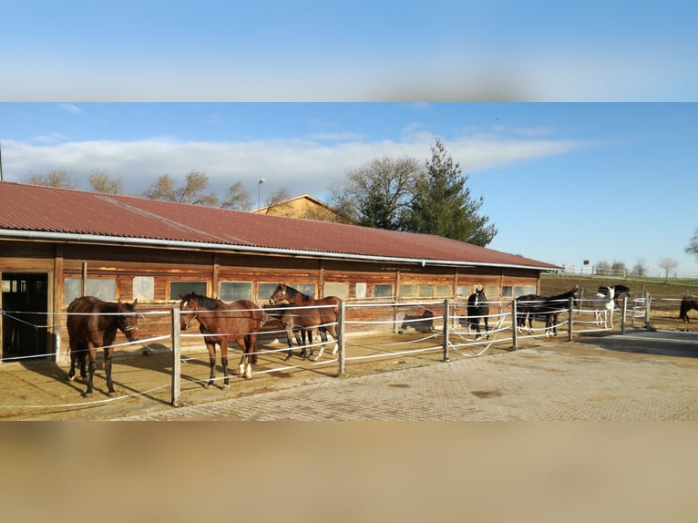 Pferdestall mit Paddockboxen, Innenboxen & Stalltrakt-Verpachtung