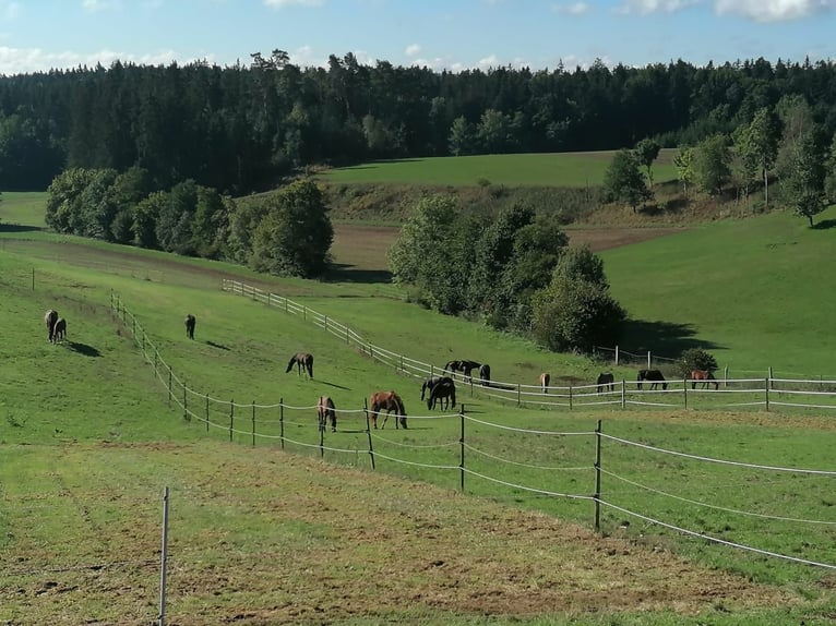 Pferdestall mit Paddockboxen, Innenboxen & Stalltrakt-Verpachtung