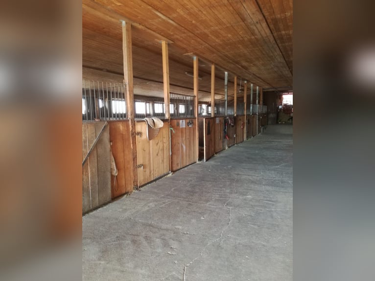 Pferdestall mit Paddockboxen, Innenboxen & Stalltrakt-Verpachtung