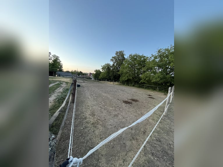 Places de pension à louer