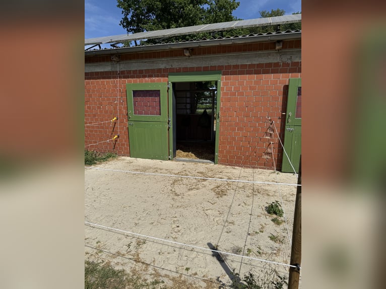 Rentnerplatz, Pony- Pferdebox, Einstellplatz, Stutenstall