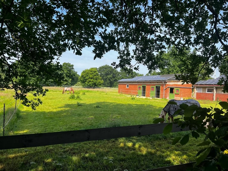 Rentnerplatz, Pony- Pferdebox, Einstellplatz, Stutenstall