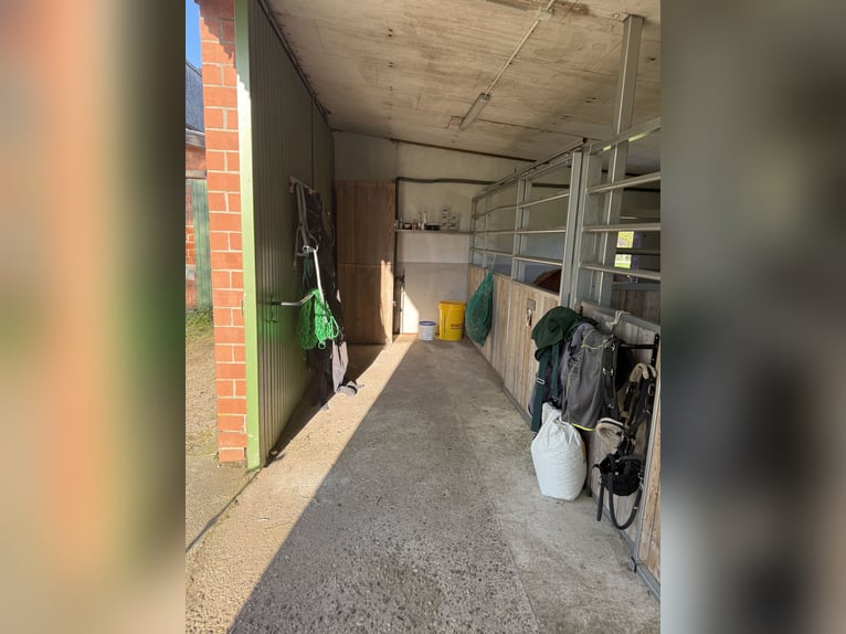 Rentnerplatz, Pony- Pferdebox, Einstellplatz, Stutenstall