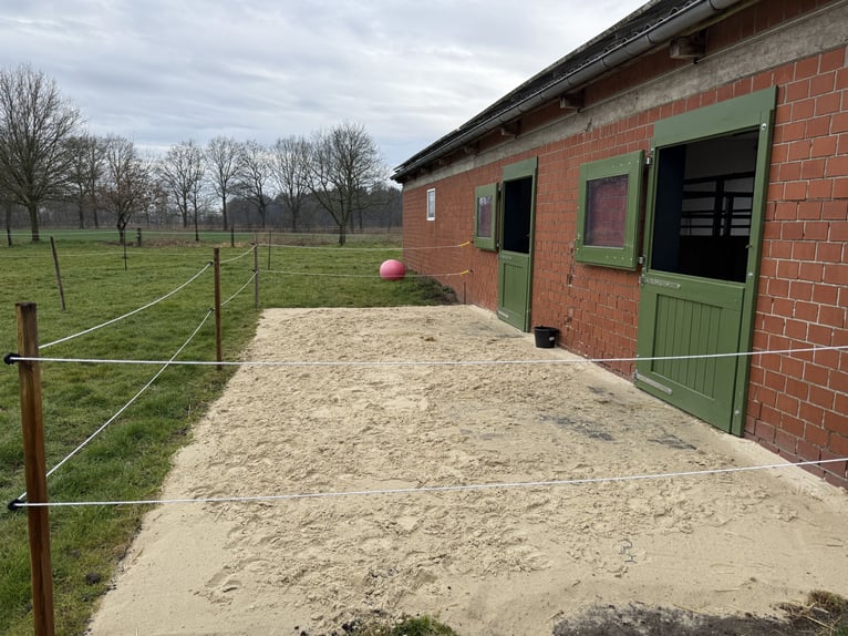Rentnerplatz, Pony- Pferdebox, Einstellplatz, Stutenstall