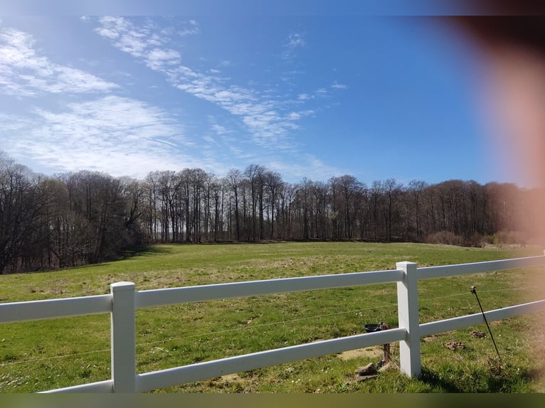 Aire de pâture disponible avec accès à une petite carrière de dressage