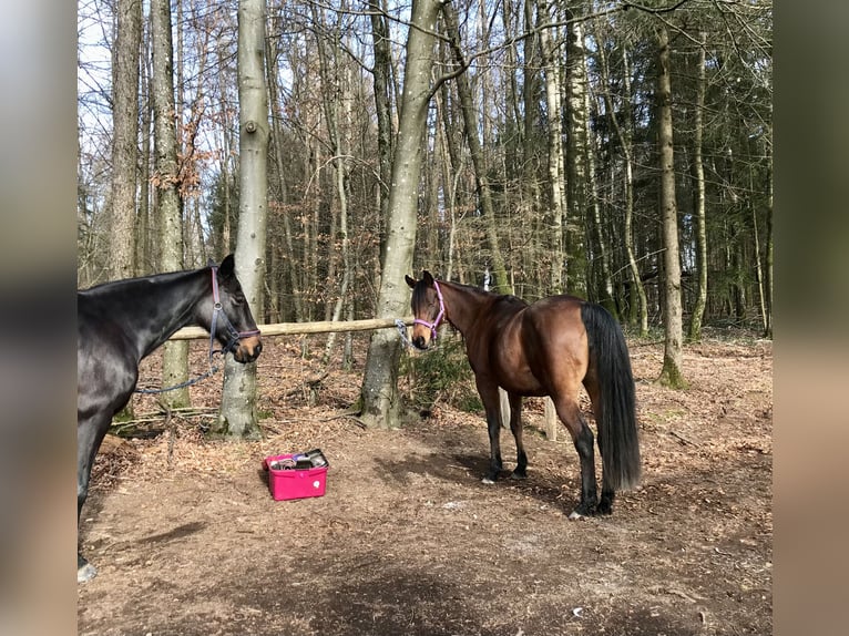 Box à aire ouverte / Paddock ou pâturage