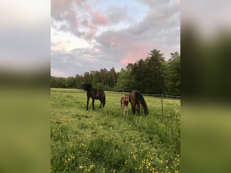 Box à aire ouverte / Paddock ou pâturage