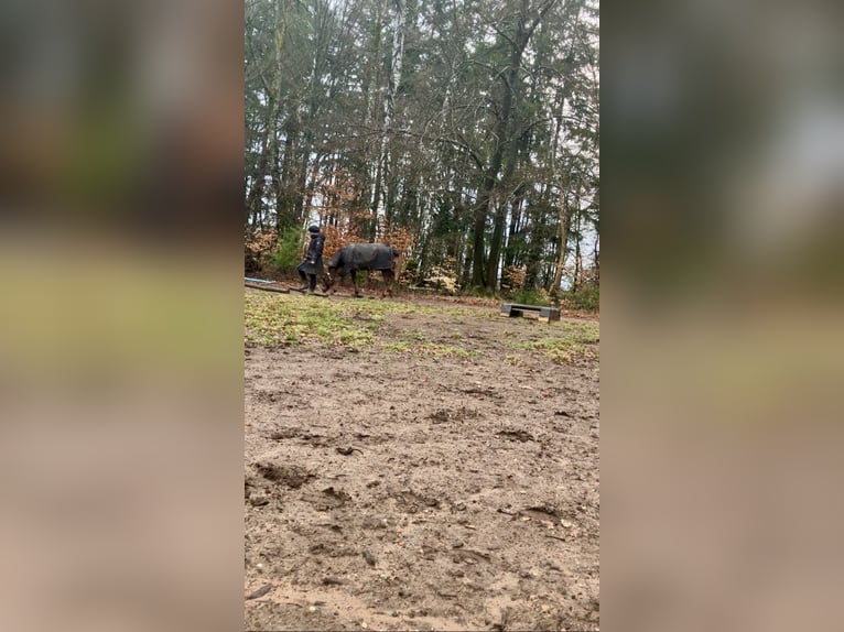 Box à aire ouverte / Paddock ou pâturage