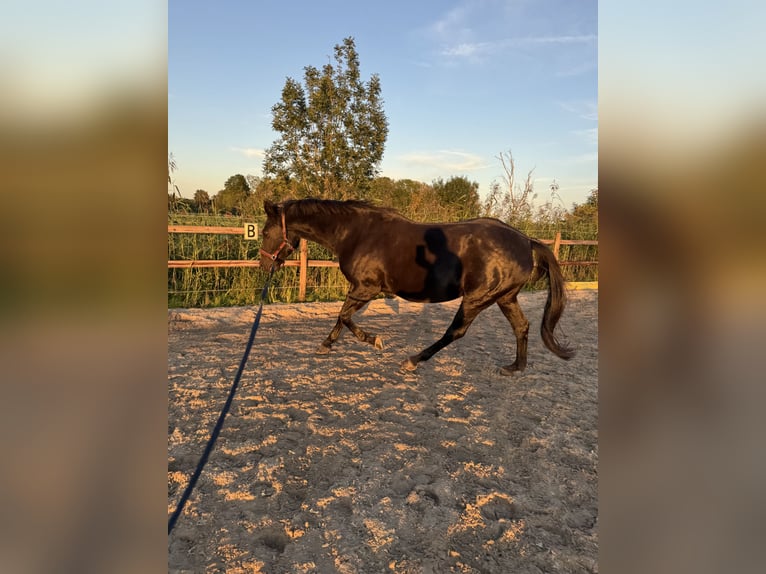 Carré d'entraînement directement en bord de mer du Nord
