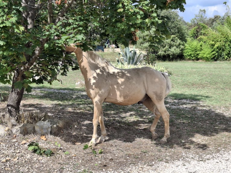 Elevage, croissance et pâturage pour chevaux avec soins – famille suisse / vétérinaire