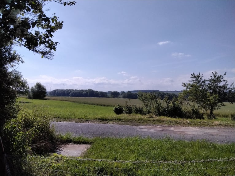 Koppel,Stall und Wohnung (Wohnen mit dem Pferd)