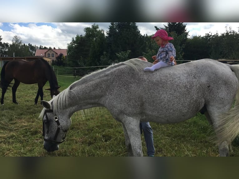 Pâturage d'été au nord de Berlin