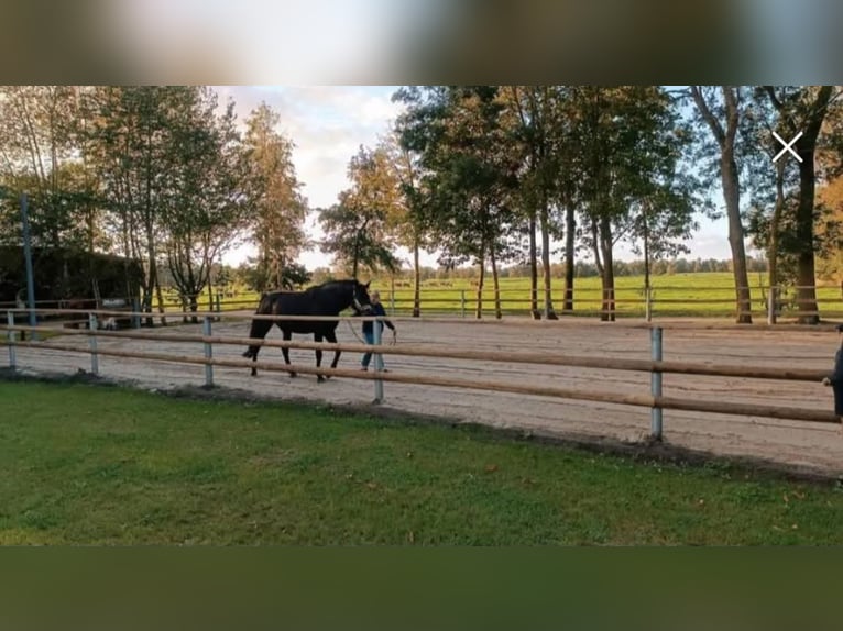 Pâturage d'été directement en bord de mer, près de la station thermale