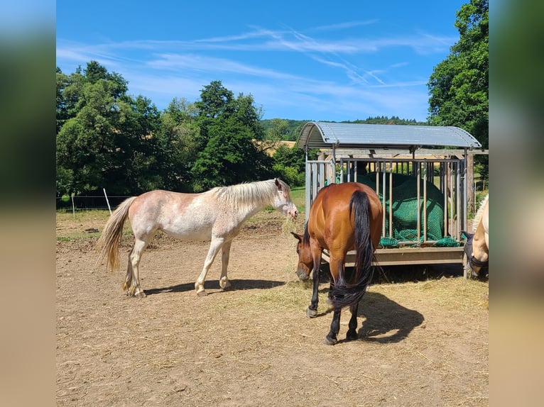Pâturage d'été pour cheval à faible appétit