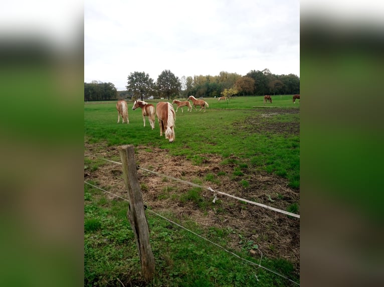 Pâturage d'été pour yearlings