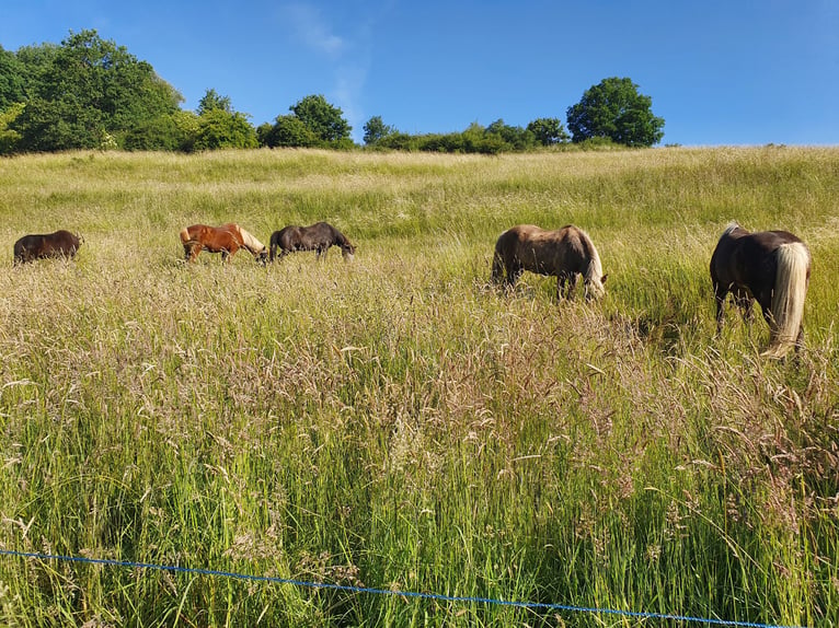 🐴🌿 Place de retraite disponible pour poney islandais 🌿🐴
