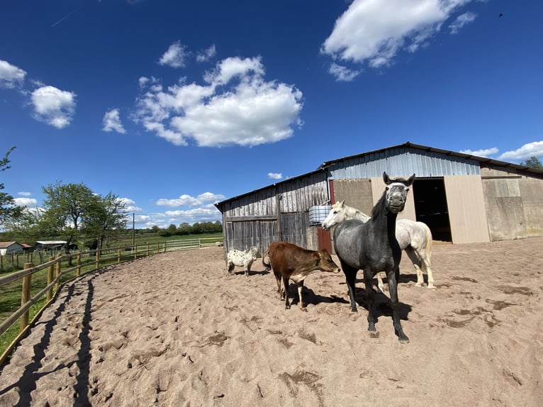 🍃 Places disponibles en paddock libre – un hébergement équestre respectueux de la nature et du bien
