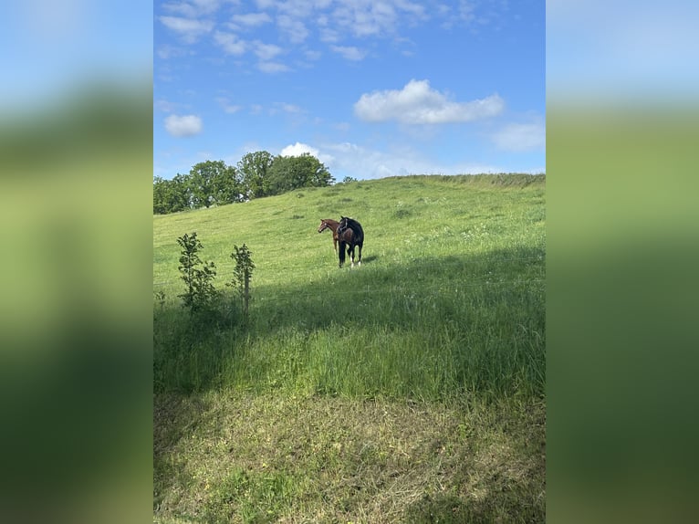Places disponibles pour le pâturage et la croissance des jeunes chevaux (étalons et juments)
