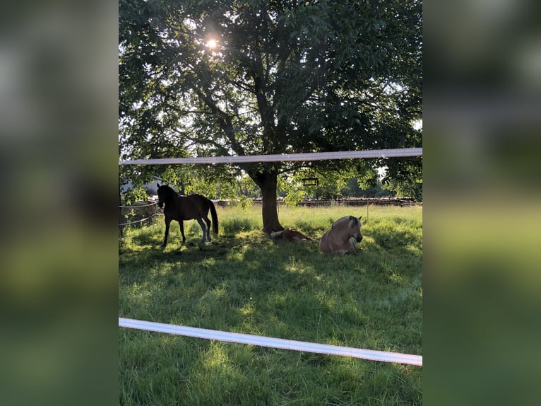 Sommerweide / Sommerkoppel