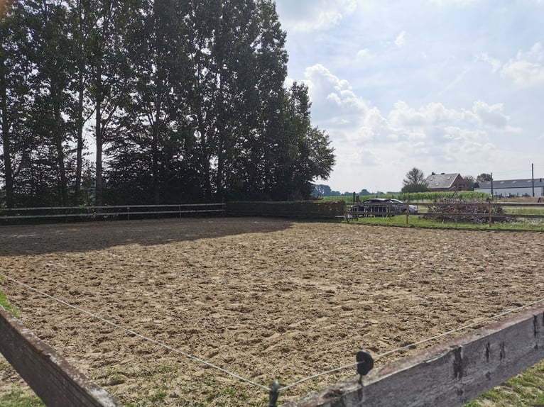 Vergünstigte Außen-/Paddock/Laufstall